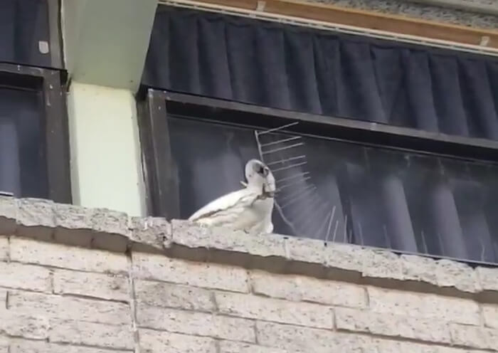 Clever Cockatoo Tore Down Anti-Bird Spikes And Threw Them To The Ground