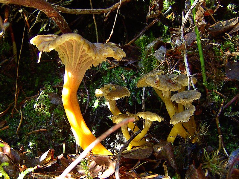 My Temple of Nature: Funky Fungi