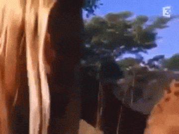 8.gif