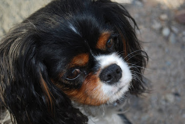 Savannah, a little Cavalier