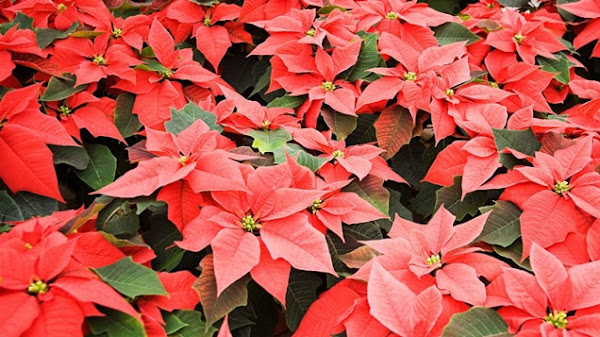 Las mejores plantas y flores navideñas y cómo hacerlas prosperar hasta que  llegue Santa Claus | Plantas