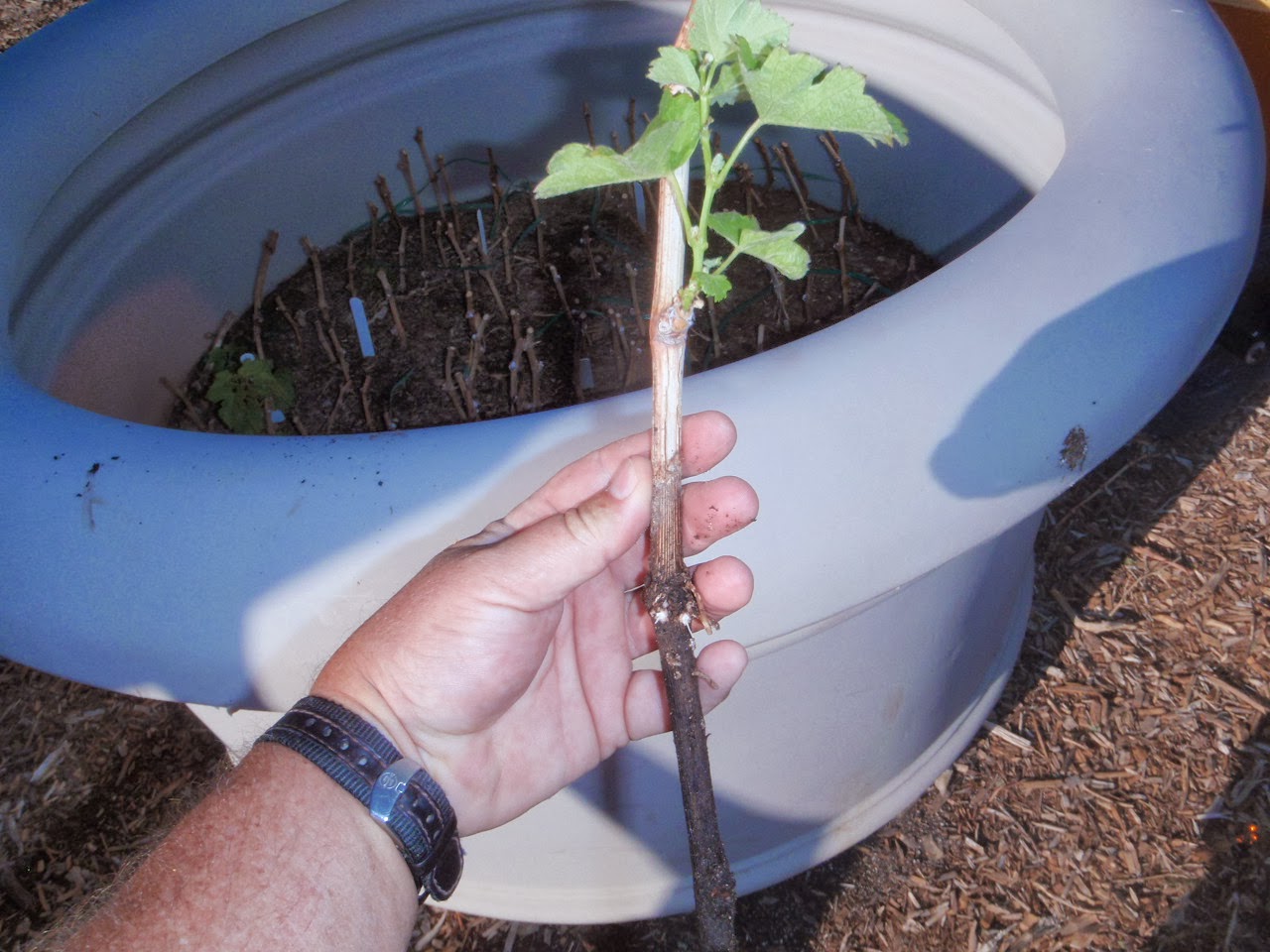 Xtremehorticulture of the Desert Root Fig Cuttings in February and March