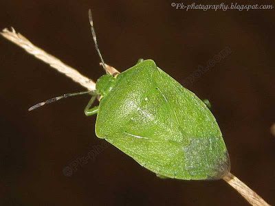 Green Stink Bug