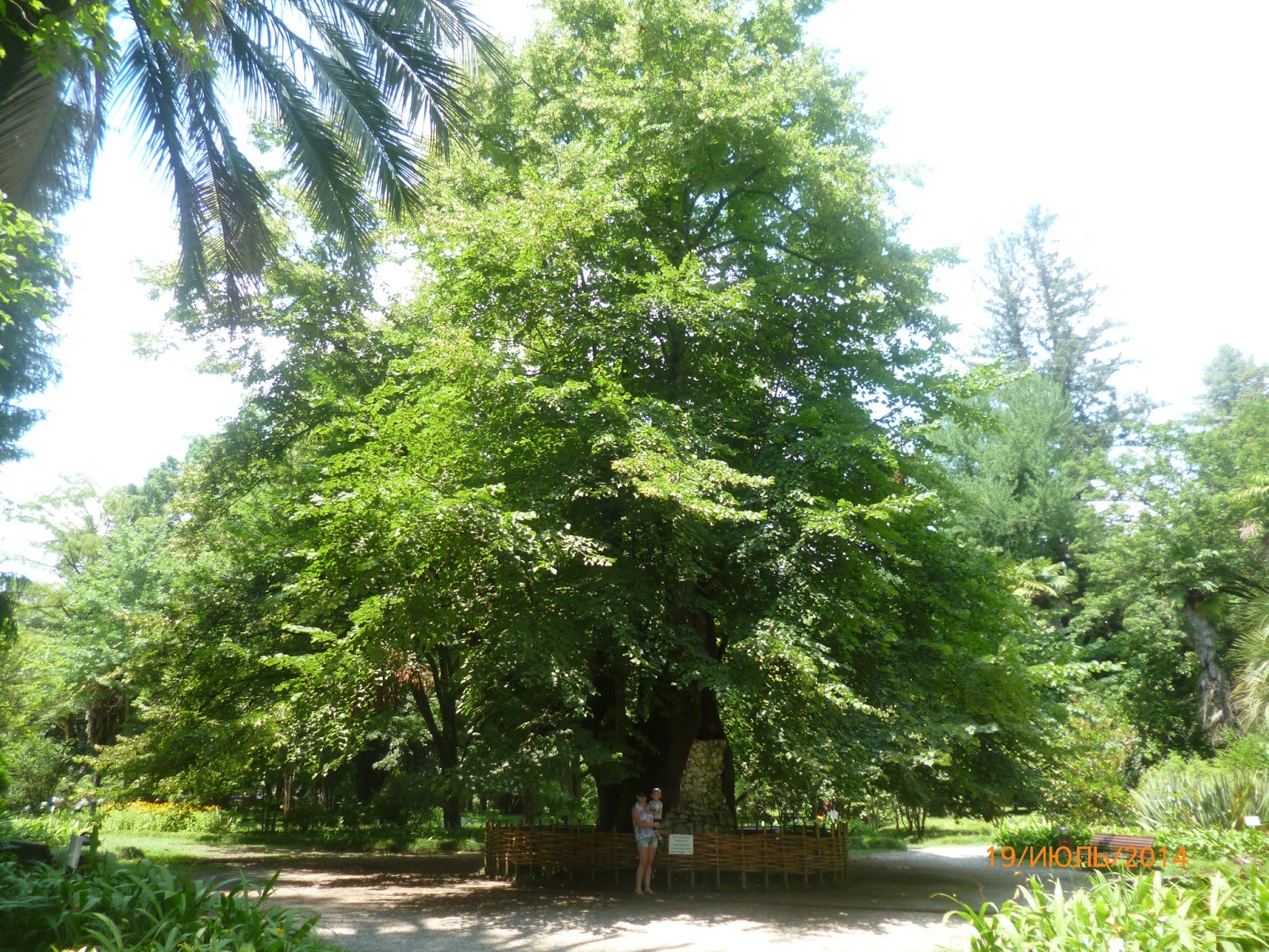 Сухумский Ботанический сад липа