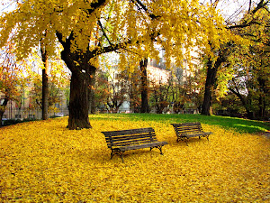 Modena autumn leaves