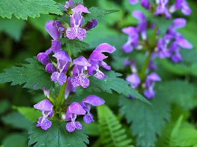 Falsa ortiga (Lamium maculatum) flor morada