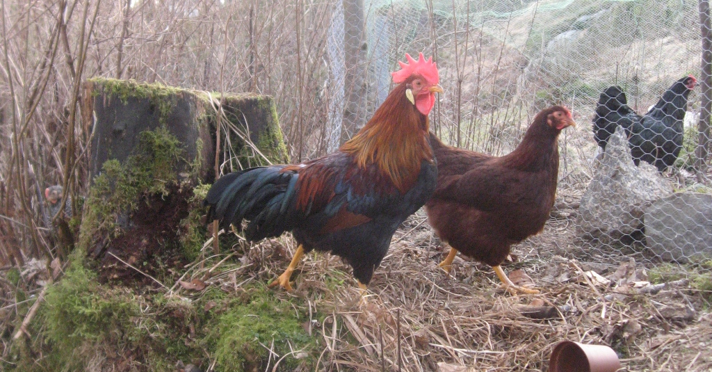 Blåbærhagen: Hønseraser til hagen