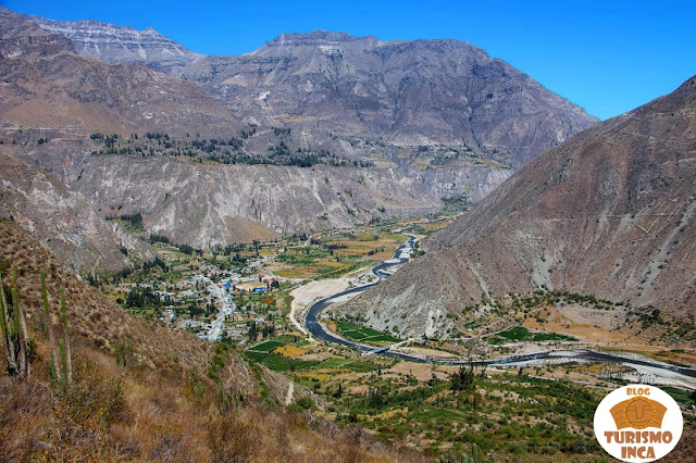 Alca Cañón de Cotahuasi