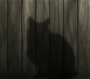 umbra unei pisici proiectate pe un gard din lemn