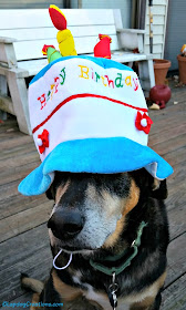 dog in a funny birthday hat
