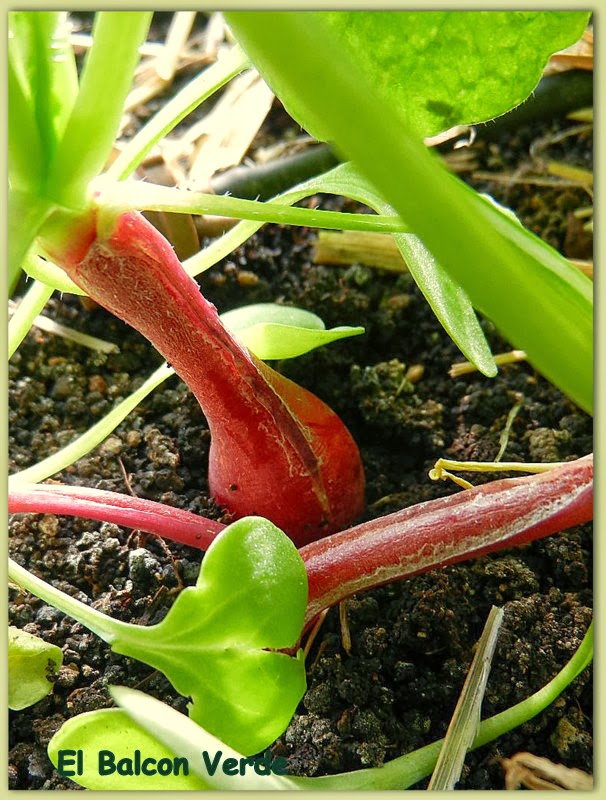 Rabanitos