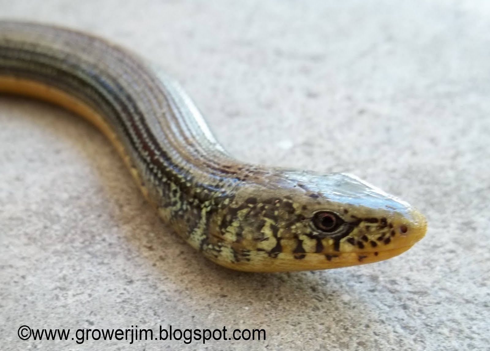 Garden Adventures Friday Creature Feature Glass Lizard