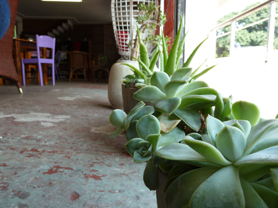 Monroes Coffee Shop - love these succulents in the entrance!