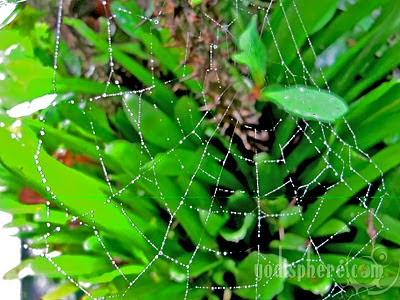 Spider web catching beads of dew after the rain