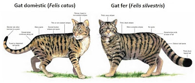 alt="diferencias entre el gato domestico y el salvaje"