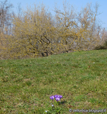 Corniolo Cornus mas piante spontanee erbe officinali percorsi olfattivi confettire erbe per tisane ghirlande di fiori rosa lavanda alla fattoria didattica dell ortica a Savigno Valsamoggia in Appennino Bologna vicino Zocca