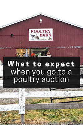 Poultry auctions. What to expect when you go