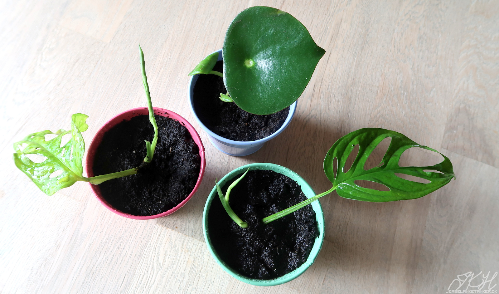 Jea's Blanke Tanker Online Baby Plants.