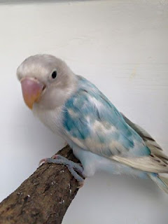 Harga lovebird blorok Harga lovebird blorok