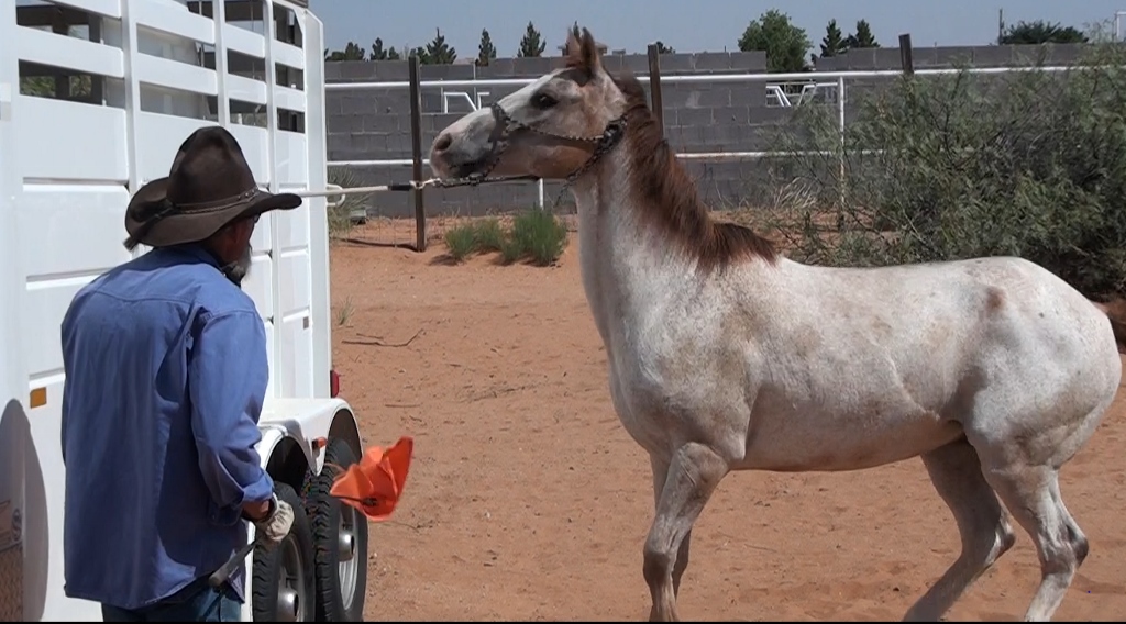 Functional Horsemanship Fixing Horses Who Pull Back