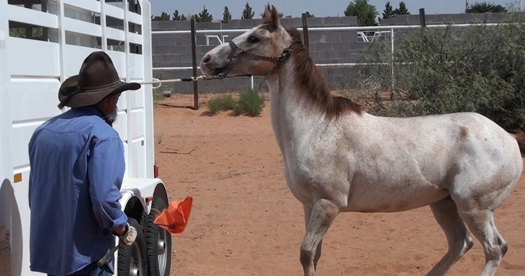 Functional Horsemanship Fixing Horses Who Pull Back
