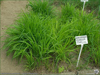 http://plantsgallery.blogspot.com/2014/02/brachypodium-sylvaticum-kosownica-lesna.html