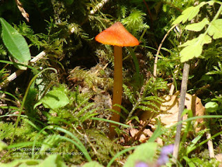 Hygrocybe conica DSC120459