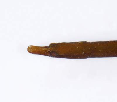Worm Pipefish Nerophis lumbriciformis