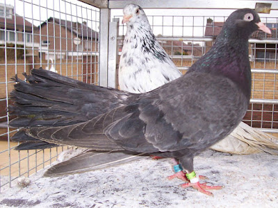 Sarajevski Prevrtac - roller pigeons
