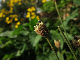 Compact head of Ribwort Plantain with yellow flowers behind.