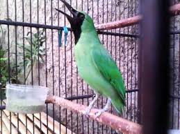 http://kicaupediia.blogspot.com/ http://kicaupediia.blogspot.com/