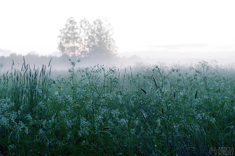 Photo by Alicia Sivertsson. uttersberg dimma fog dusk skymning sommarkväll sommarnatt kväll äng gräs grass dagg