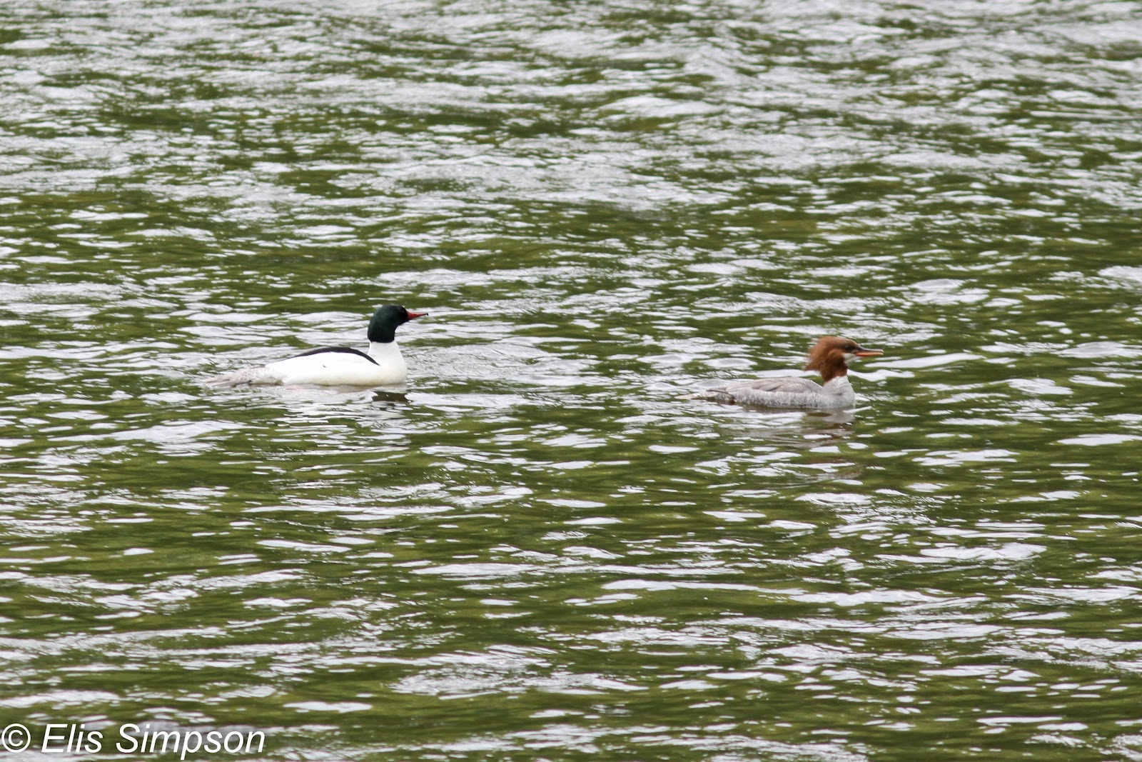 Rick Simpson Birding: Our trips
