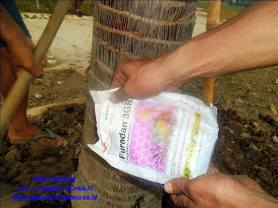 JUAL PALEM SADENG | PALM SADENG MINYAK | SADENG SINENCIS JUAL PALEM SADENG | PALM SADENG MINYAK | SADENG SINENCIS