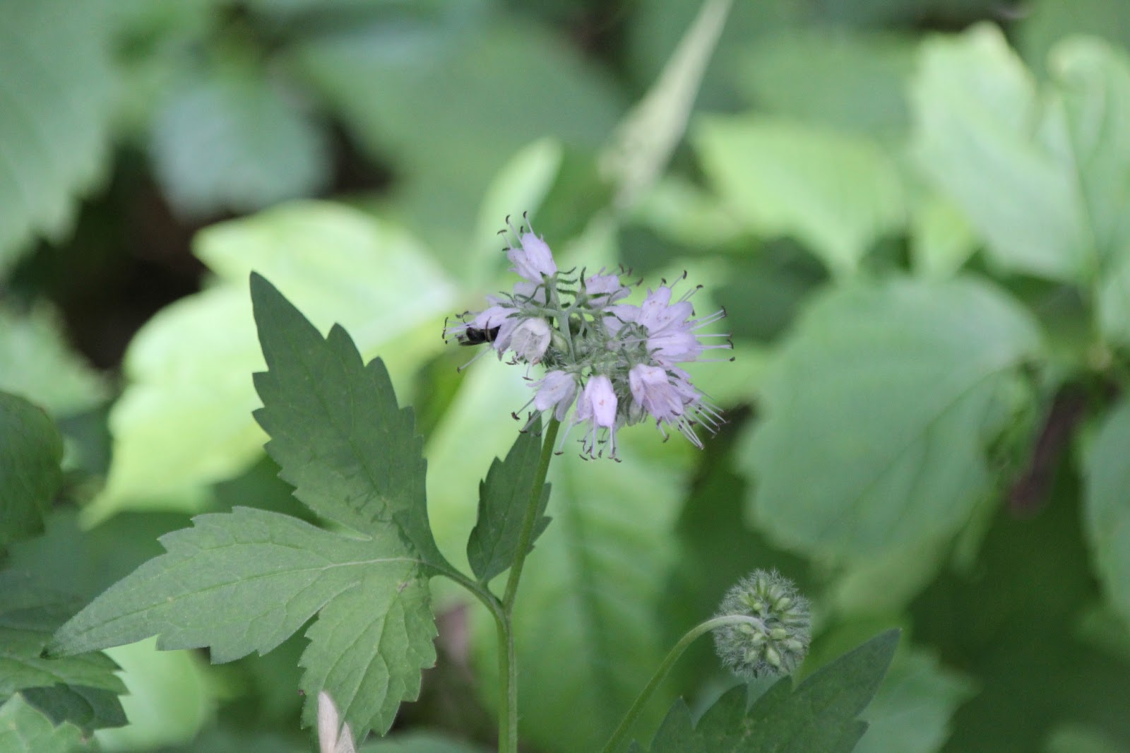 Isabella Conservation District Environmental Education Program: Native ...
