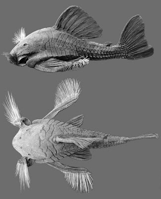 quai ngu 1r5 vnfish