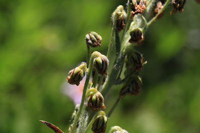 Artemisia ludoviciana - White Sagebrush