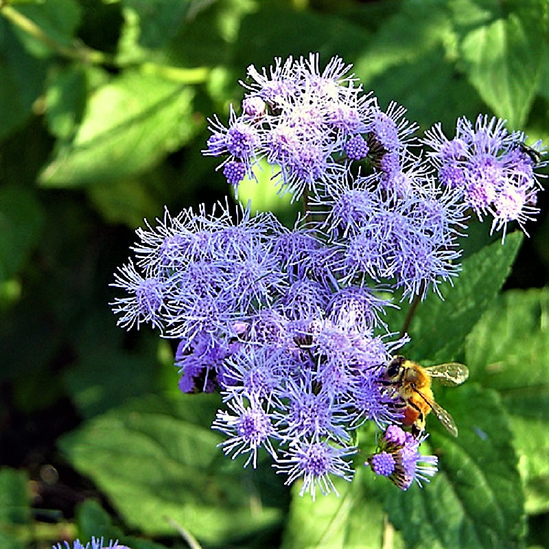 Plants & Gardens in Colonial & Early America Plants in Early American