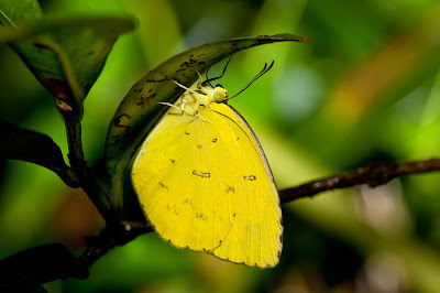 Yellow Butterfly Yellow Butterfly