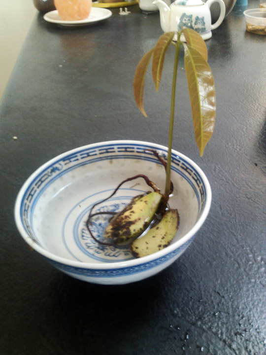 how to grow a mango tree from seed in water