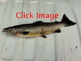 Maine Fresh Water Fish