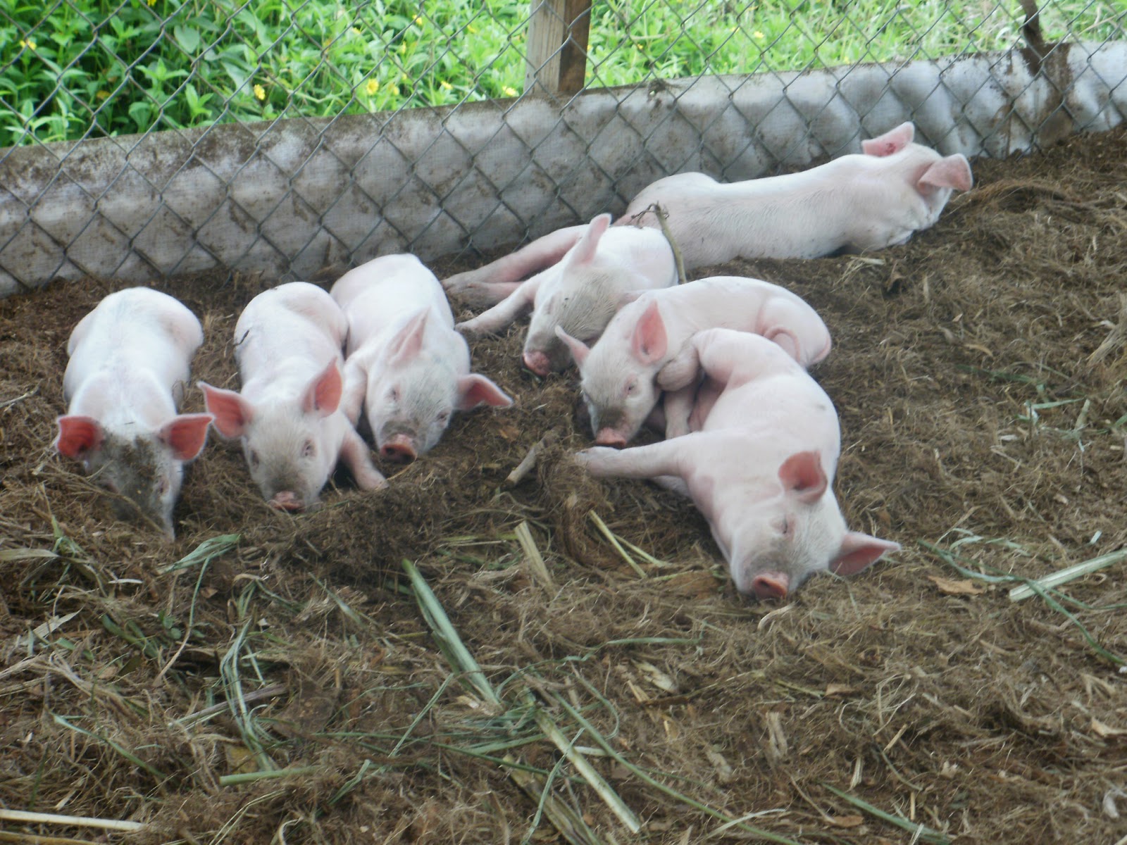 Hubbell's Hog Heaven: Piglets... and more piglets!