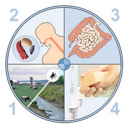 Gastro-entérite : symptômes et alimentation.
