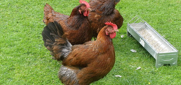 When Do Rhode Island Red Hens Start Laying Eggs When Do Rhode Island Red Hens Start Laying Eggs