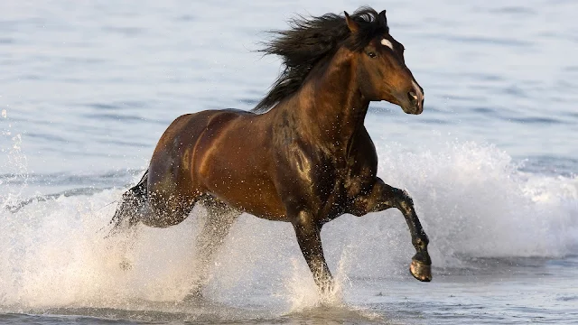 Bruin paard galopperend door het water