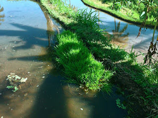 Preparation Rice Seedling to Transplant