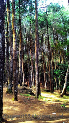 Hutan Pinus