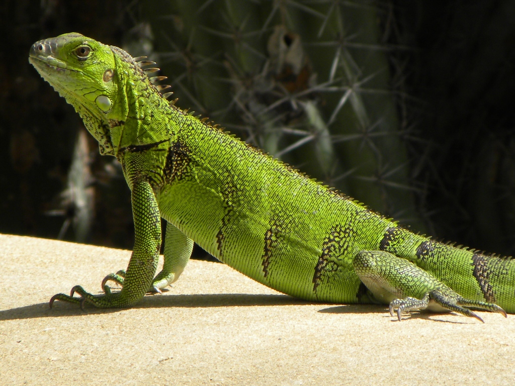 Travels - Ballroom Dancing - Amusement Parks: A great tip for cruise