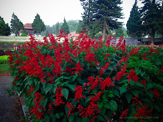 Sweet Red Flowers Of Scarlet Sage Or Salvia Splendens At Ulun Danu Bratan, Tabanan, Bali, Indonesia