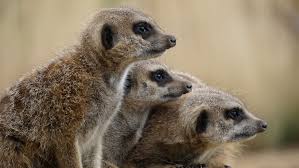 wild-animal wild-animal